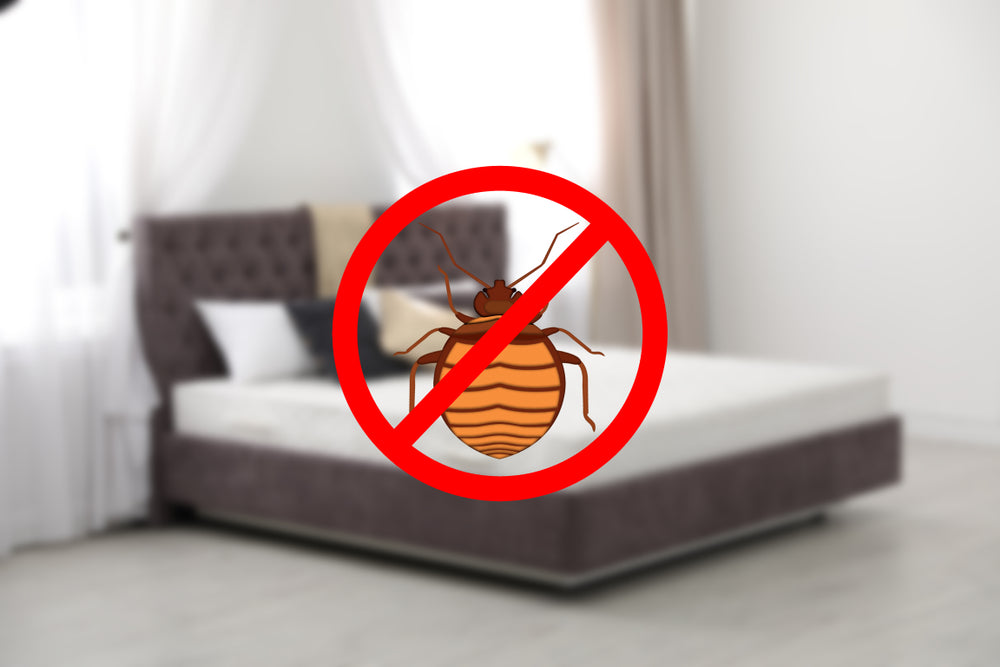 Bed Bug Services